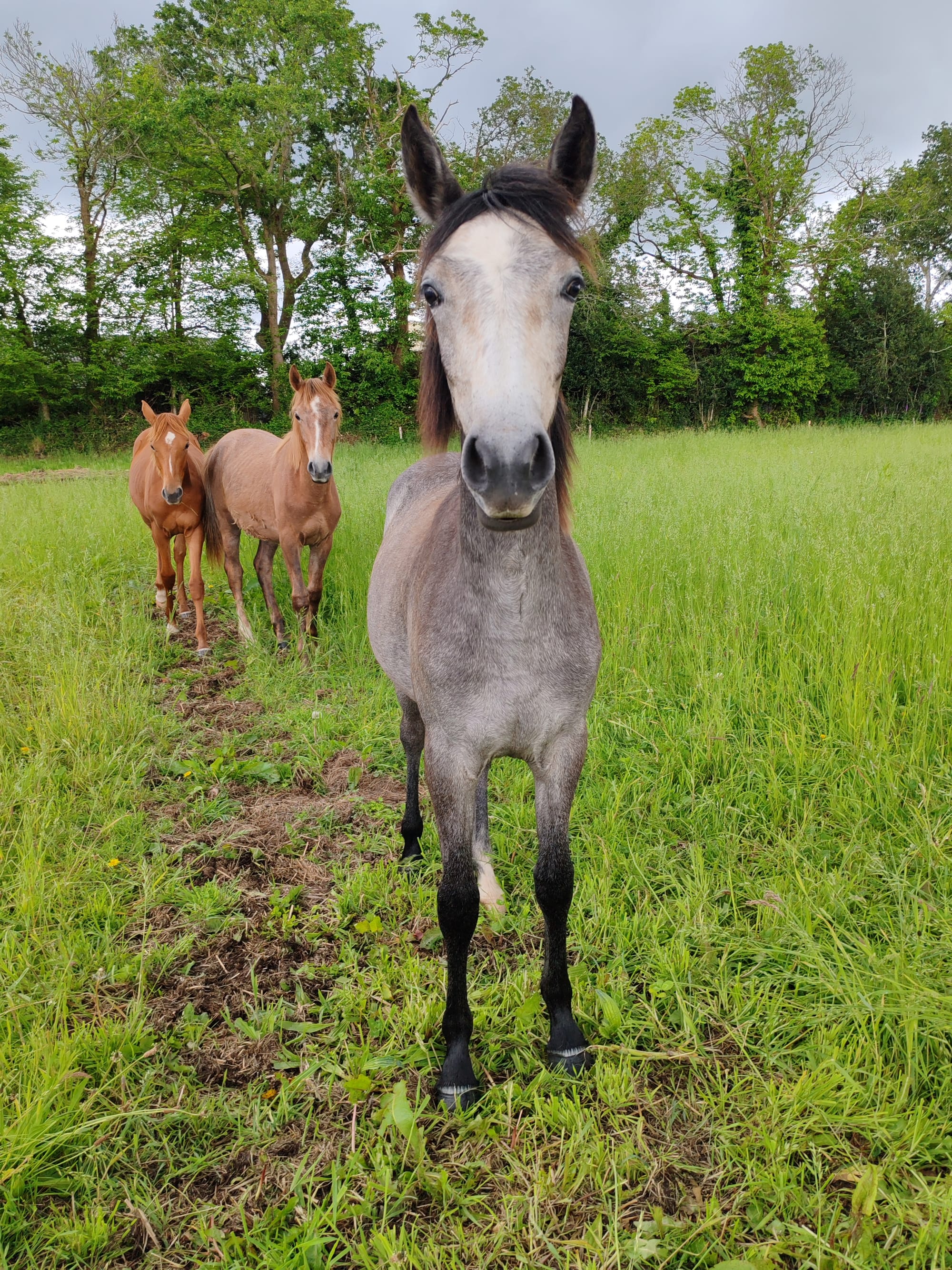 Nialanh Toul Ar C'hoat ( VENDUE )