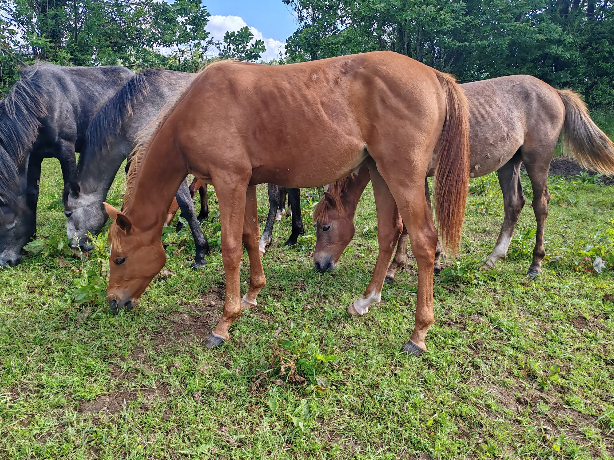 Nadjib Toul Ar C'hoat (a vendre)