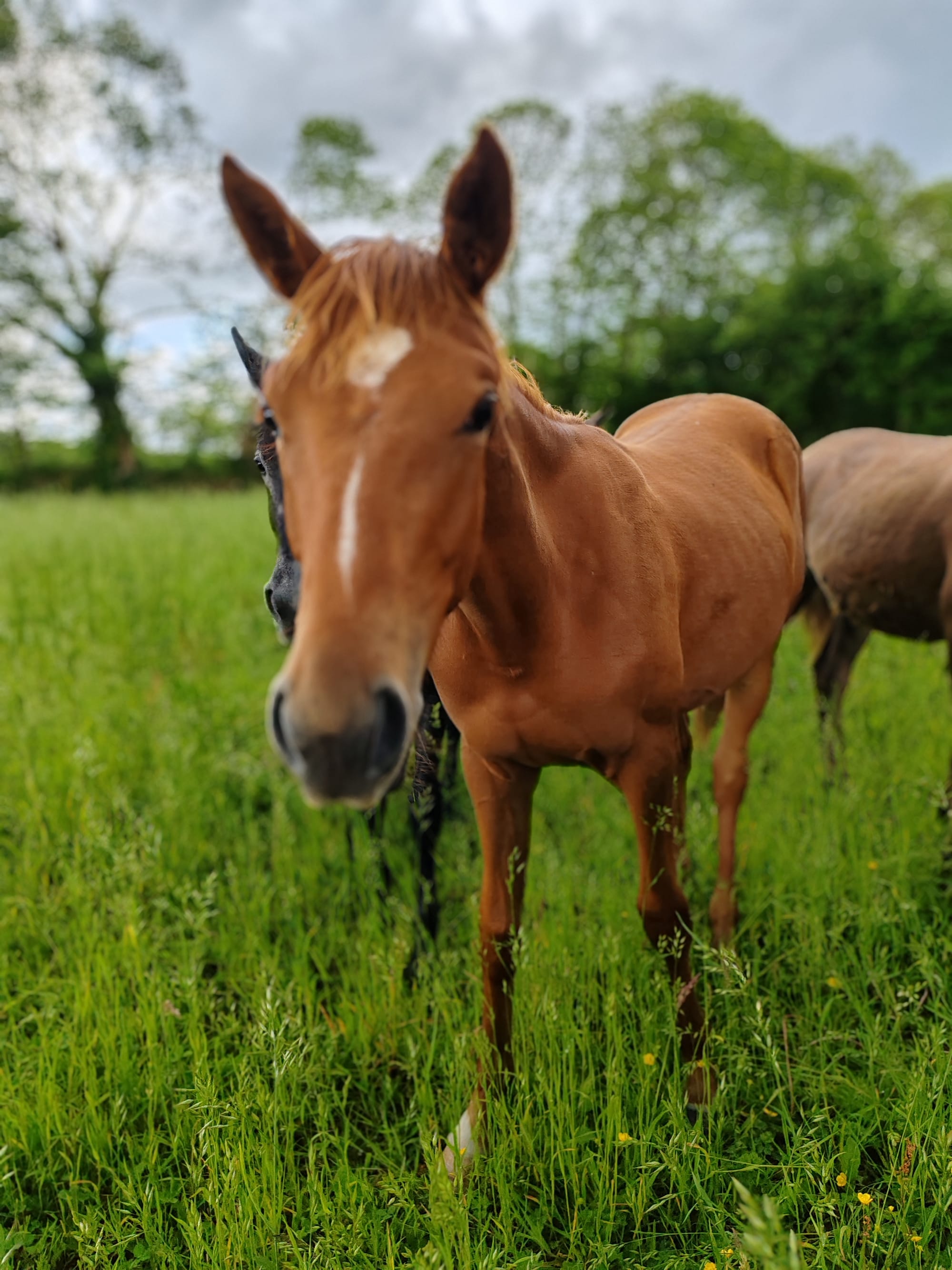 Nadjib Toul Ar C'hoat (a vendre)