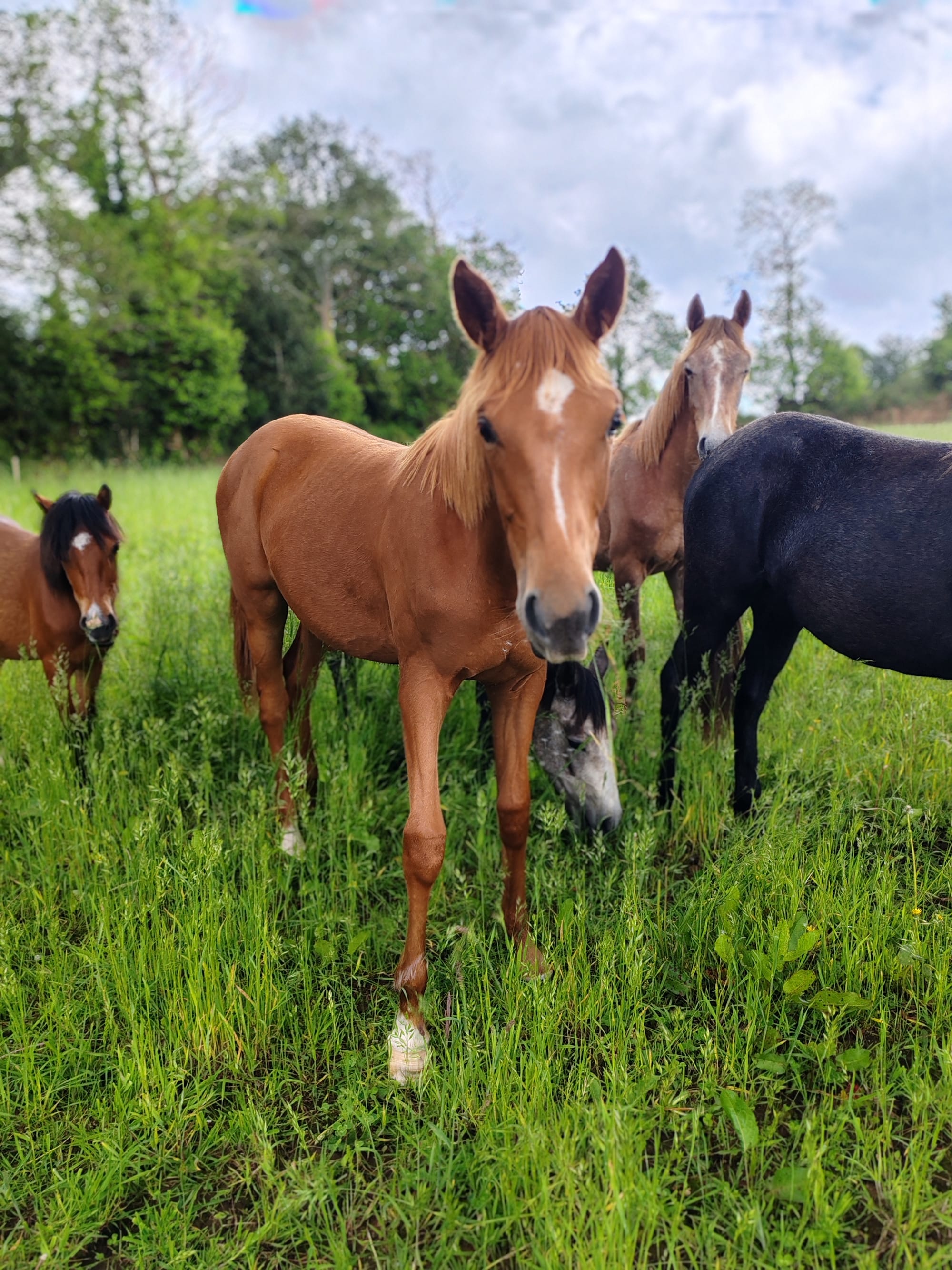 Nadjib Toul Ar C'hoat (a vendre)