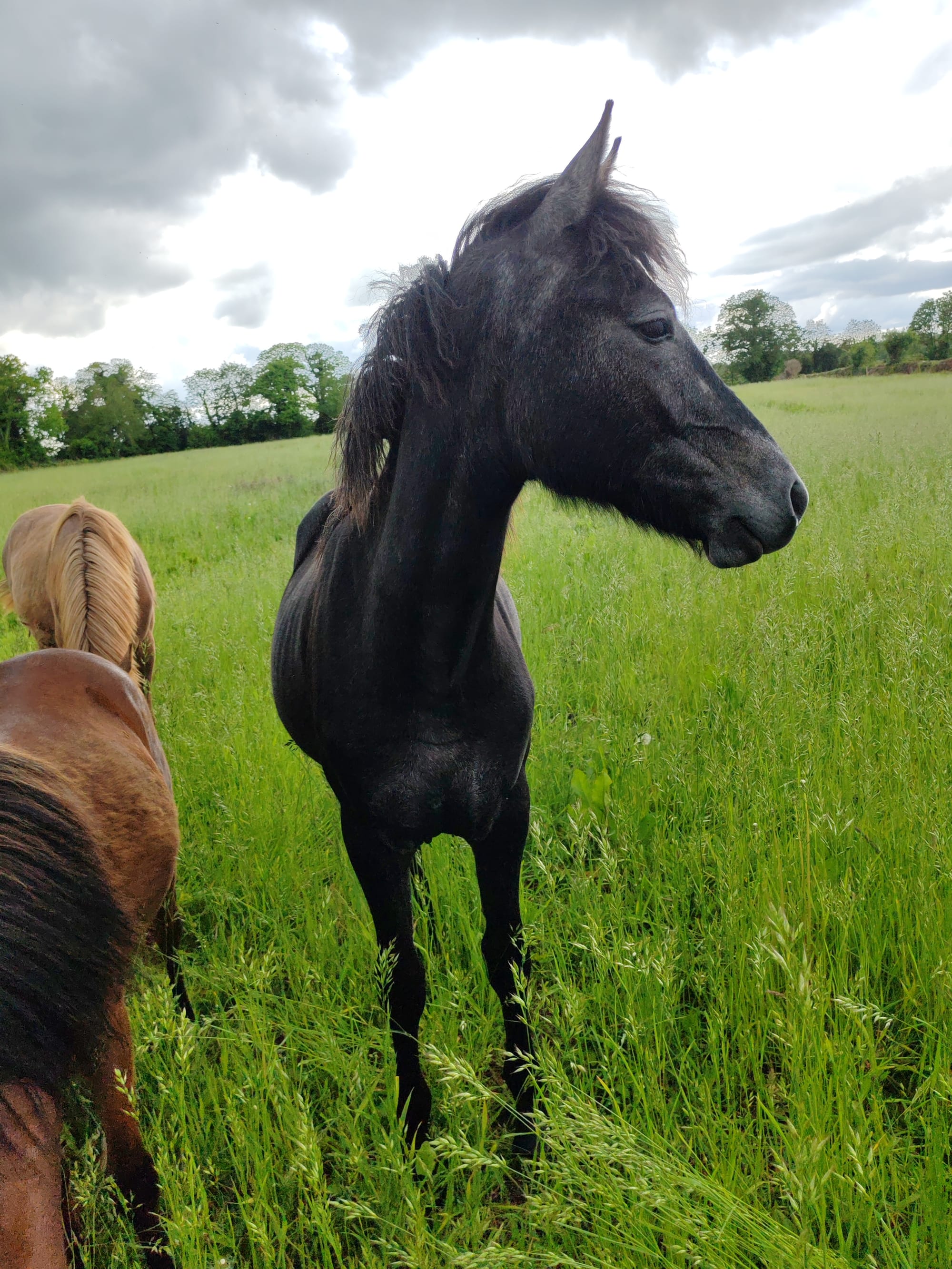 Niamh Toul Ar C'hoat ( VENDUE )