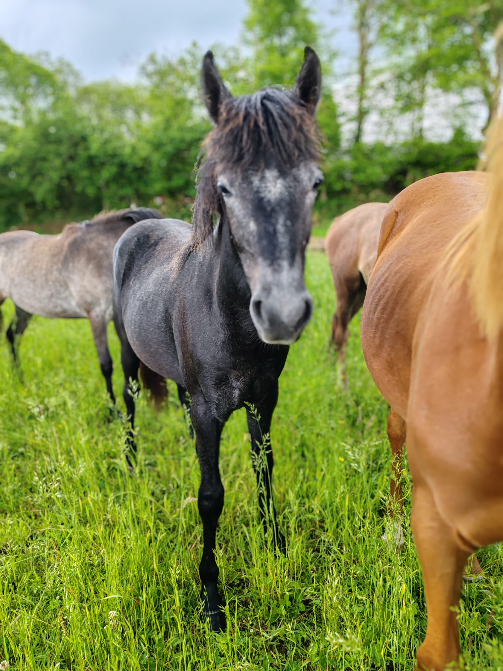 Niamh Toul Ar C'hoat ( VENDUE )