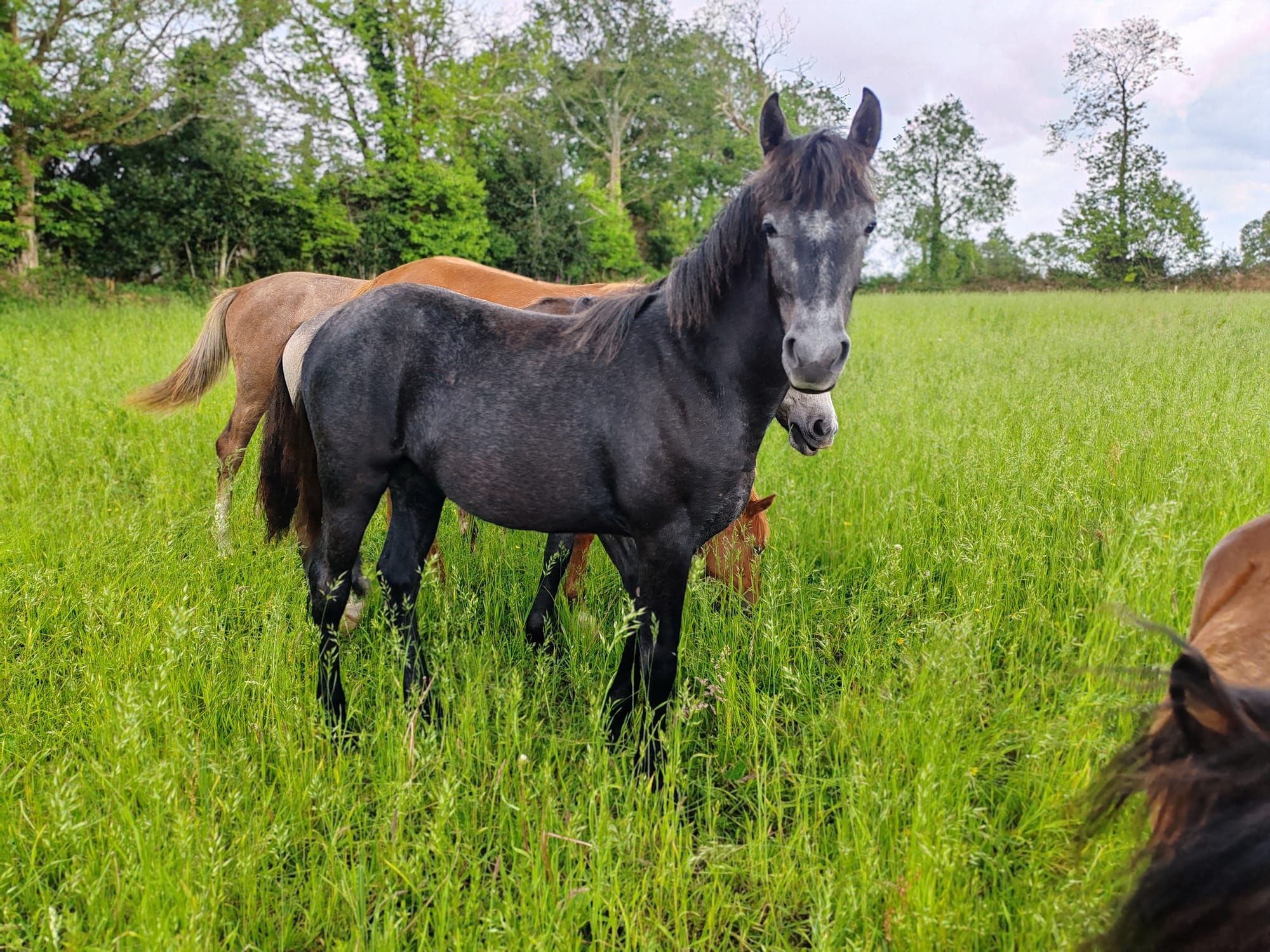 Niamh Toul Ar C'hoat ( VENDUE )