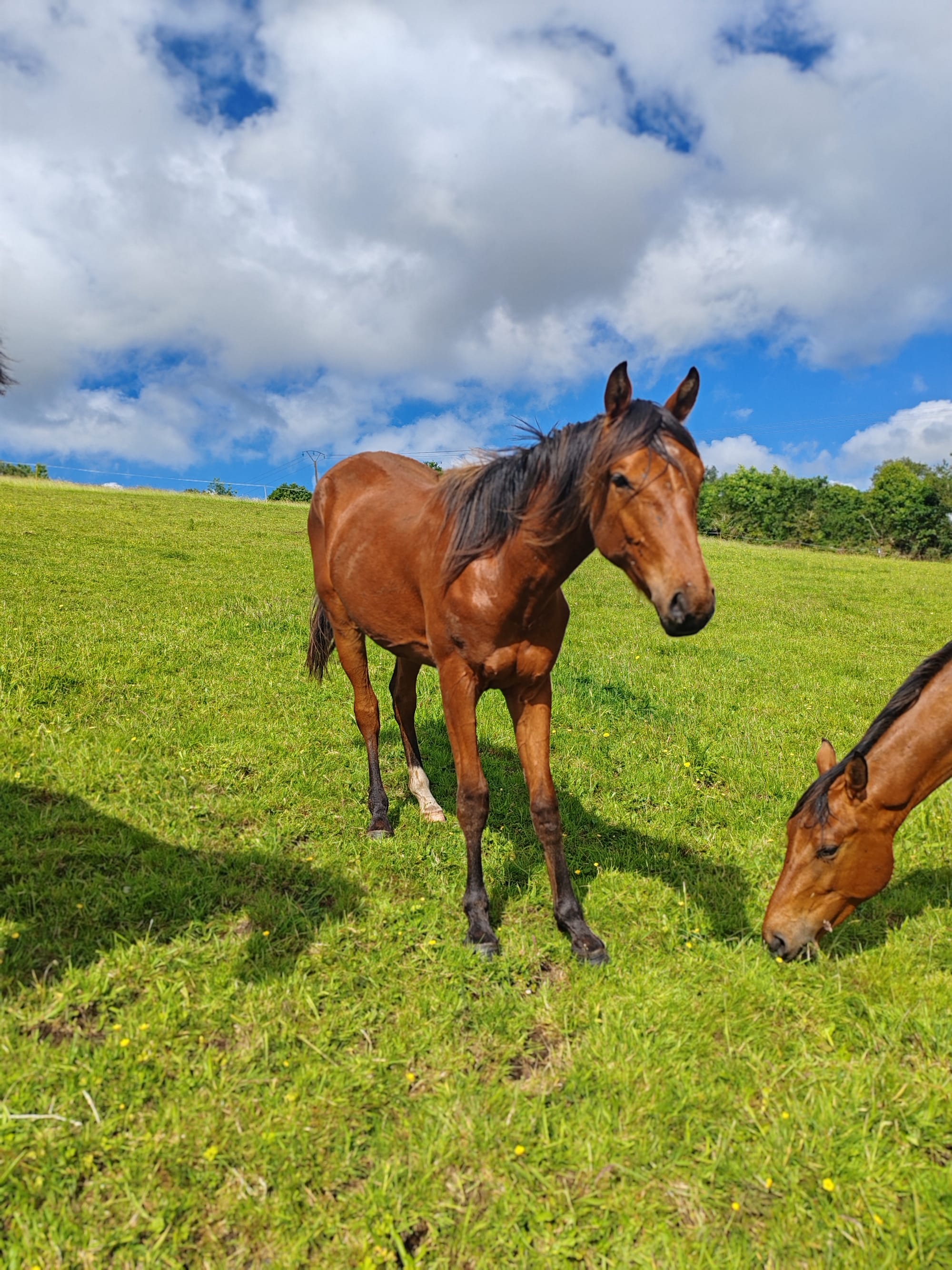 Mystic Toul Ar C'hoat  (a vendre)