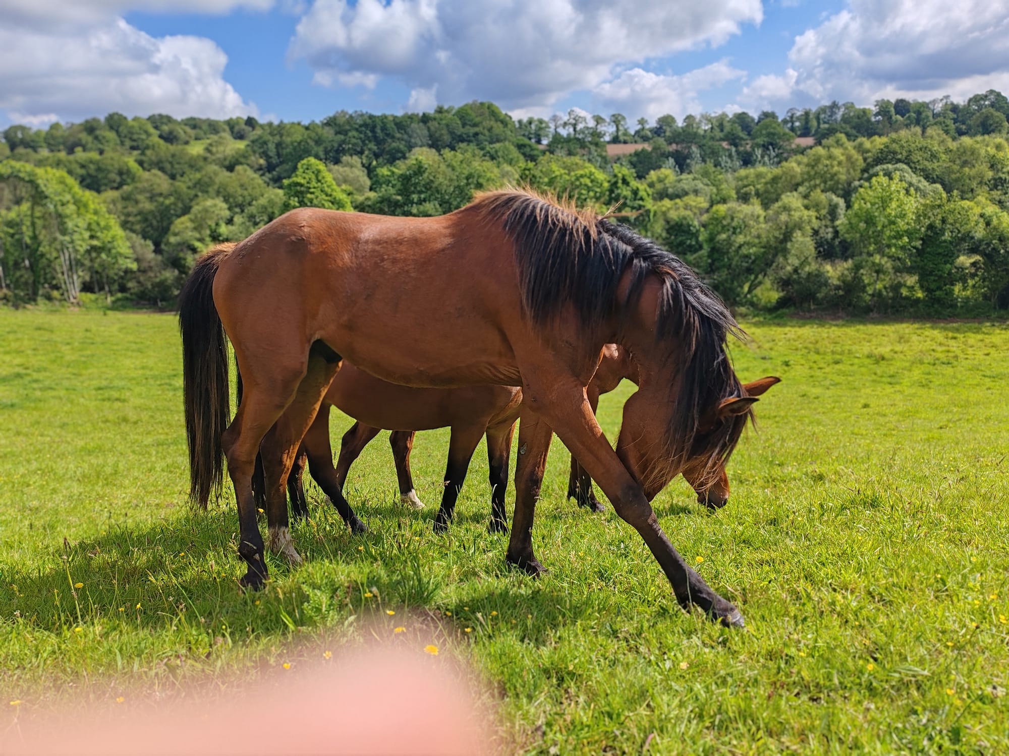 Mystic Toul Ar C'hoat  (a vendre)