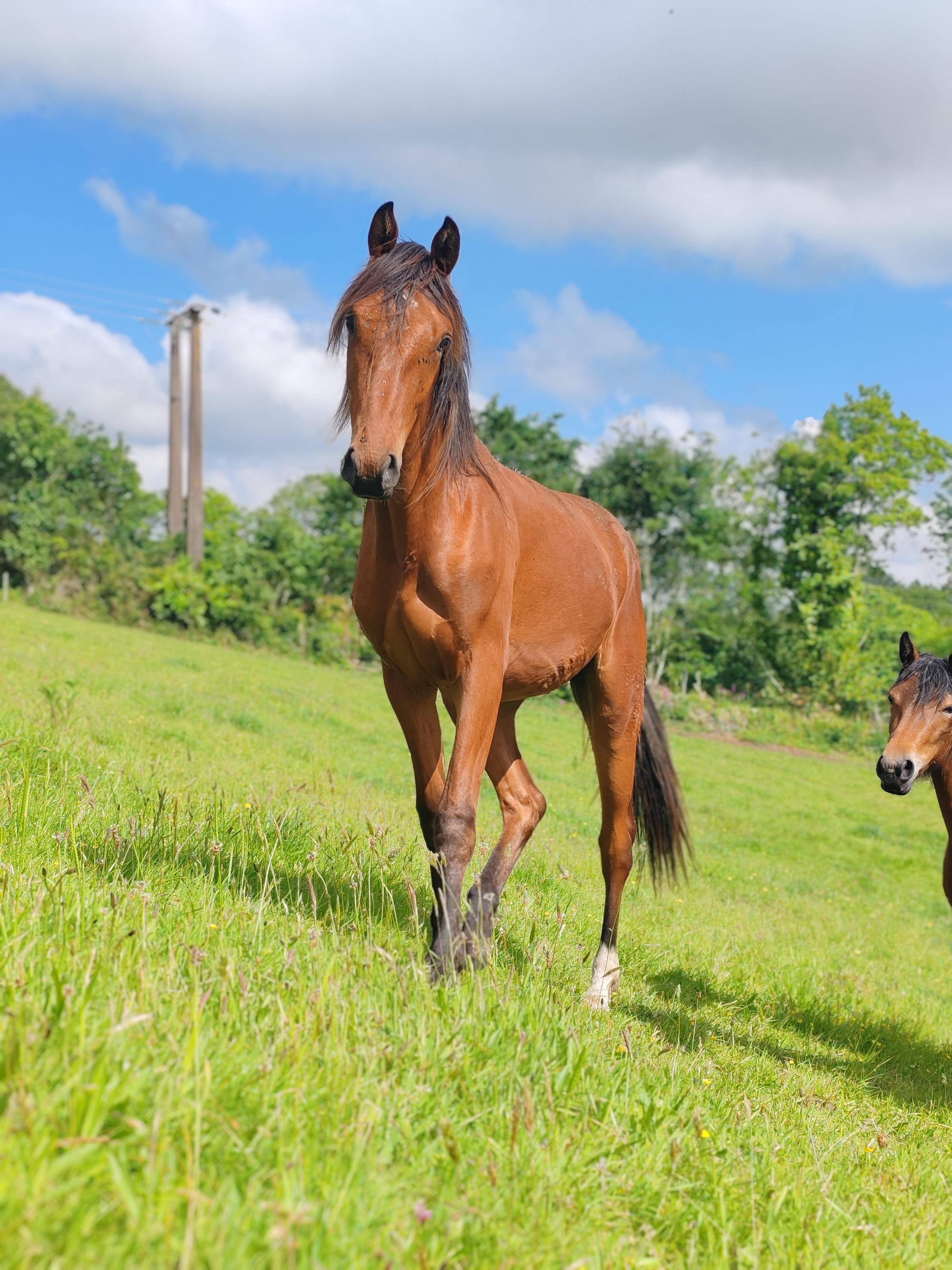 Mystic Toul Ar C'hoat  (a vendre)