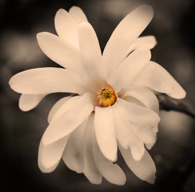 Magnolia European Bakery
