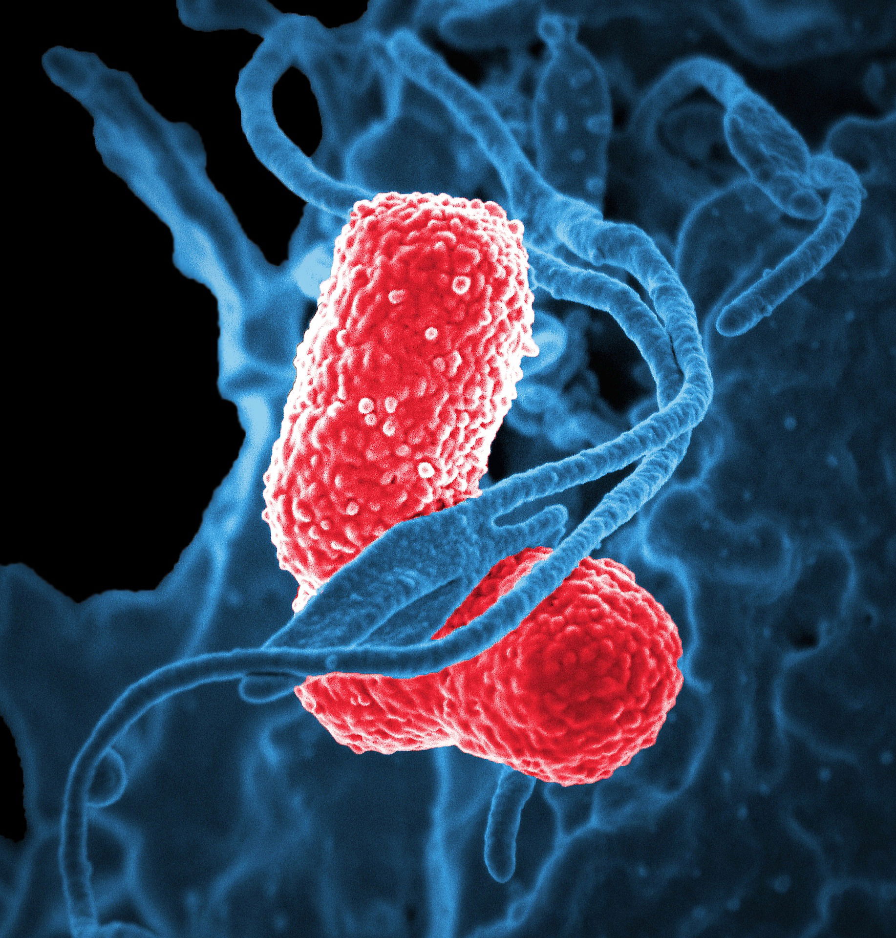 Pathologie