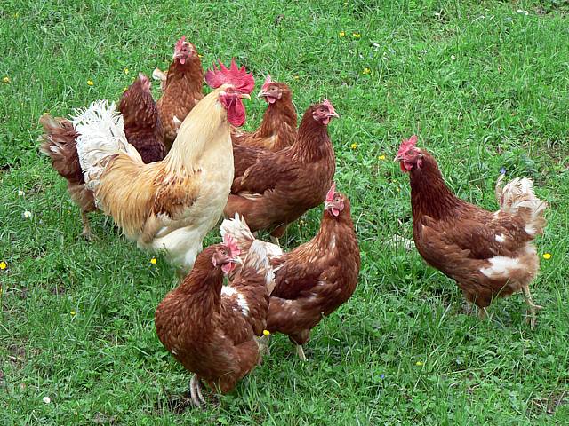 PROJET 2 - L'ÉLEVAGE DES POULES PONDEUSES