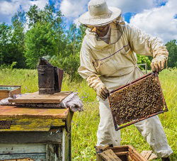 Apiculture