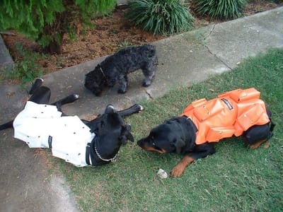 The Use of Dog Weight Training Vest can Make a Big Difference for Pet’s Health!