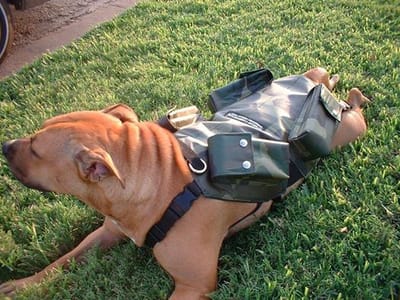 Why you need a dog exercise fitness vest for your dog?