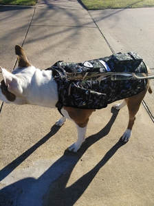 Dog Vest With Weights – Getting A Vest Online Today