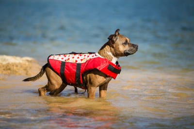 Dog Vest With Weights – Getting The Perfect Vest Online