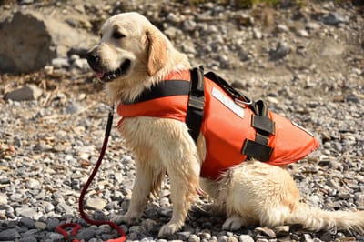 Purchase a quality dog weight training vest from online store