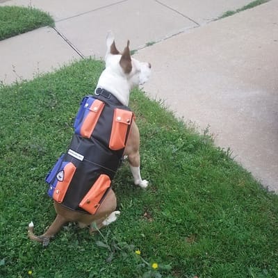 Buy And Use The Best Tactical Vest For Dogs Online