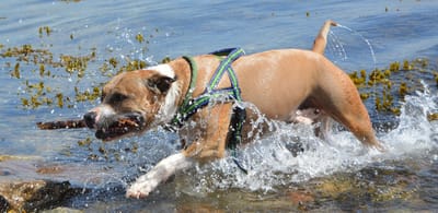 Pit Bull Muscle Building – Buy The  Right Vest For Your Dog
