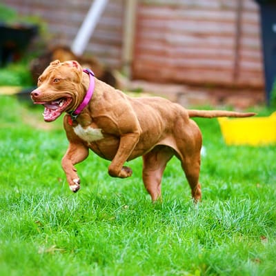 Pit Bull Muscle Building – Making Your Dog Fit And Fine