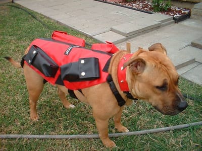 Small Dog Weight Vest – An Ideal Choice For Dog Of All Small Sizes