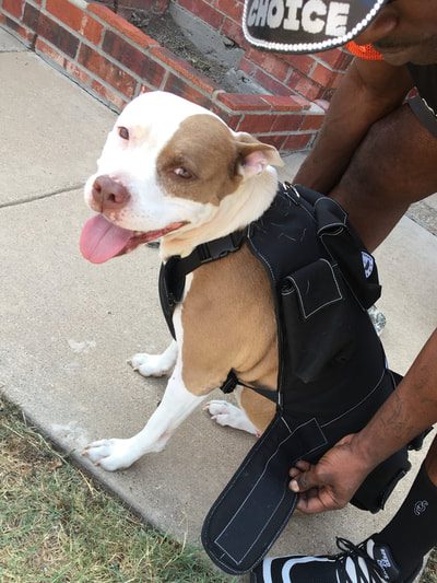 Important guidelines to follow during dog weight pulling training
