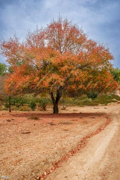 טיולי שלכת בצפון הארץ