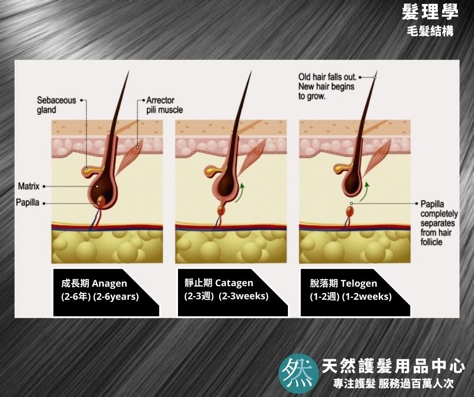 髮理基本篇(2)