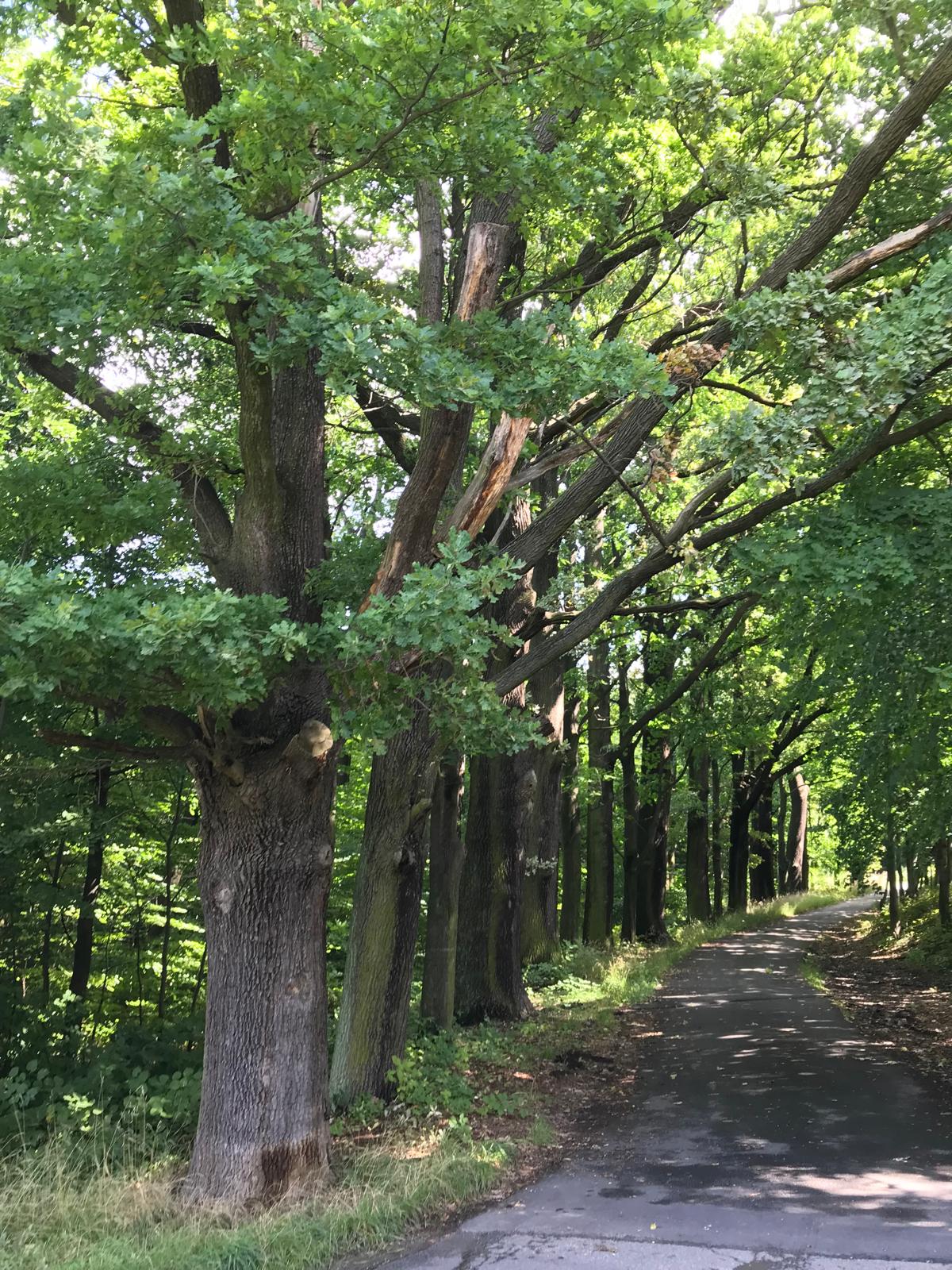 Eichen am Weg zum Klösterl