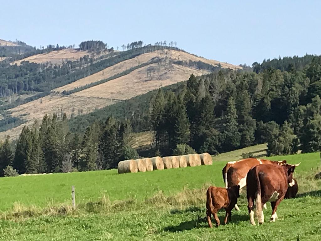 Käferschäden haben den Wald gelichtet, geben nun aber den Blick für den Wanderer in die Ferne frei.