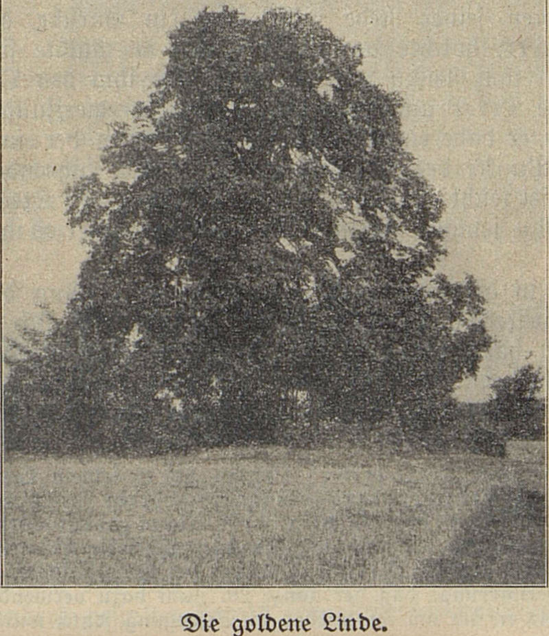 Die goldene Linde