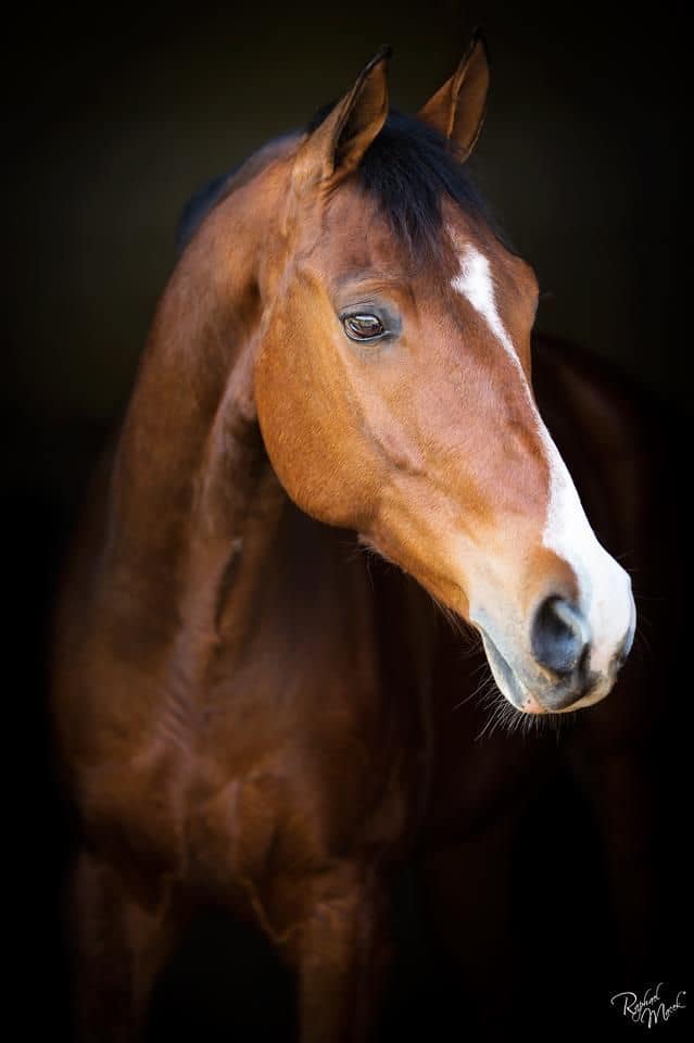EL CABALLO