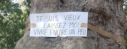 Grandeur des arbres vieux