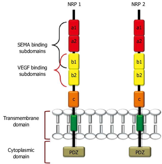 أبحاث neuropilin