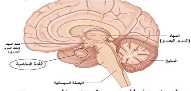 سلسلة الغدة والعمر : هرمون النمو للدكتورة رنا شنات/ سوريا