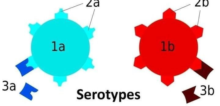 مالمقصود بالانماط المصلية.. Serotypes...??