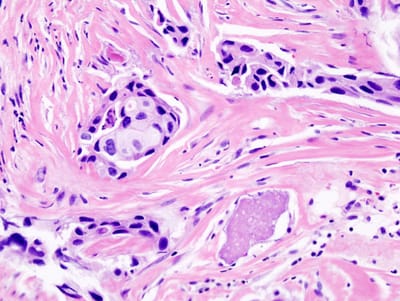Department of Histology, Pathology and Anatomy
