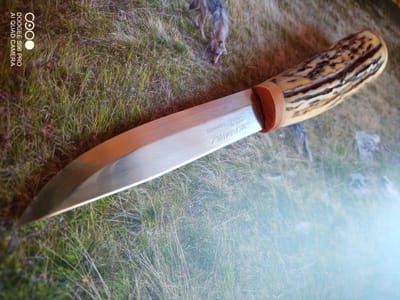 DAGUE bois de chevreuil ou bois de cerf - 100€