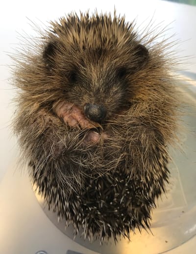 Hedgehogs needing Help image