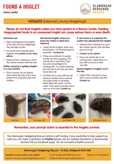 Found A Hoglet or Disturbed A Nest