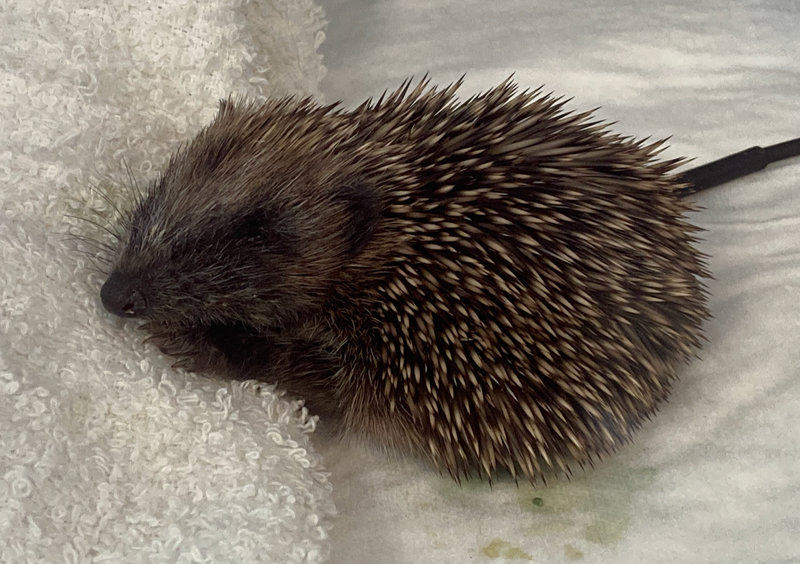 Glamorgan Hedgehog Rescue