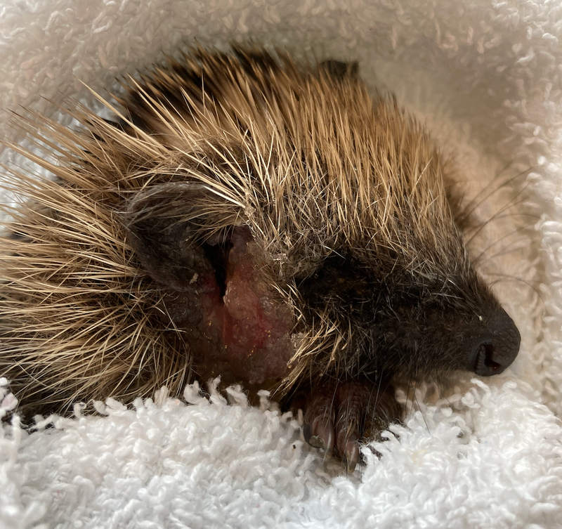 Garforth Hedgehog Rescue Glamorgan Hedgehog Rescue