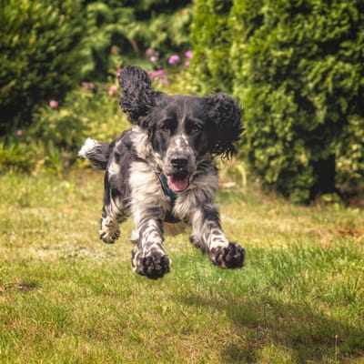New Courses - Spaniel Essentials one to one training courses