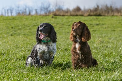 Speaking Spaniel Is Moving to Oswestry in July 2024