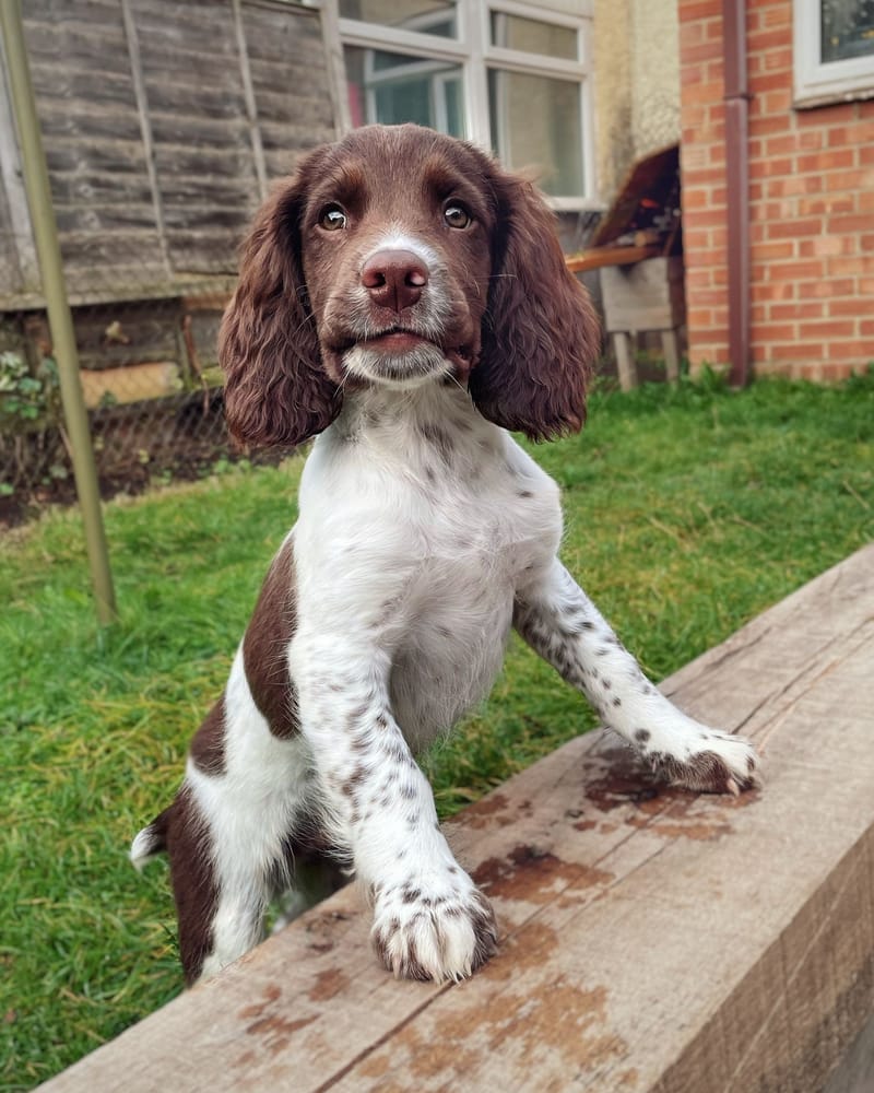 Puppy Training Programme