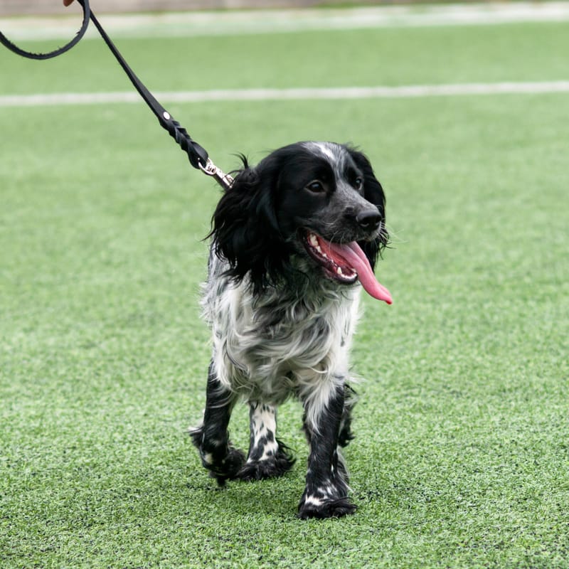 Spaniel Essentials One to One Training Courses