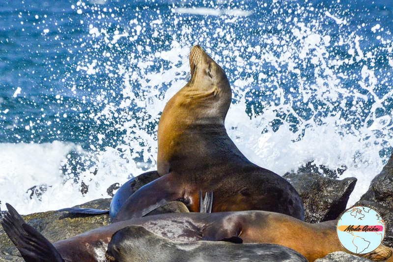 GALÁPAGOS EXPERIENCE TOUR BÁSICO