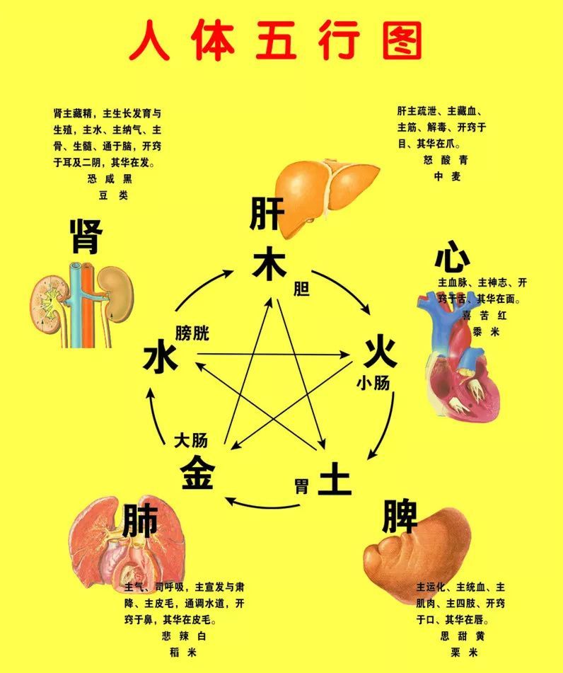 中医五脏六腑的五行对应