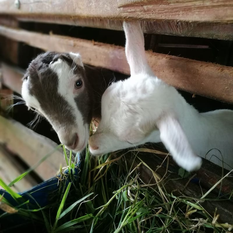 Ambientalmente más sostenible