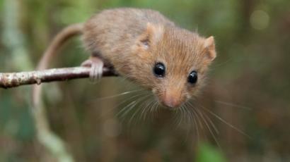 IELTS Listening 1 - Section 2  Dormice
