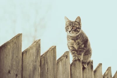 On the Fence | Call It a Day | Curiosity Killed the Cat | From Scratch | Head to Toe