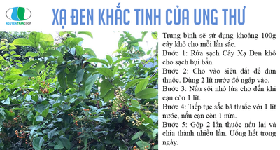 Cách dùng cây Xạ Đen chính xác hiệu quả nhất